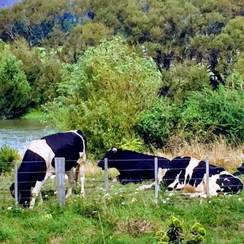 cows-agriculture australian agricultural future cows on a farm
