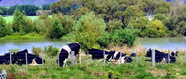 cows-agriculture australian agricultural future cows on a farm