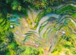 Picture of Indonesian rice fields from above.
