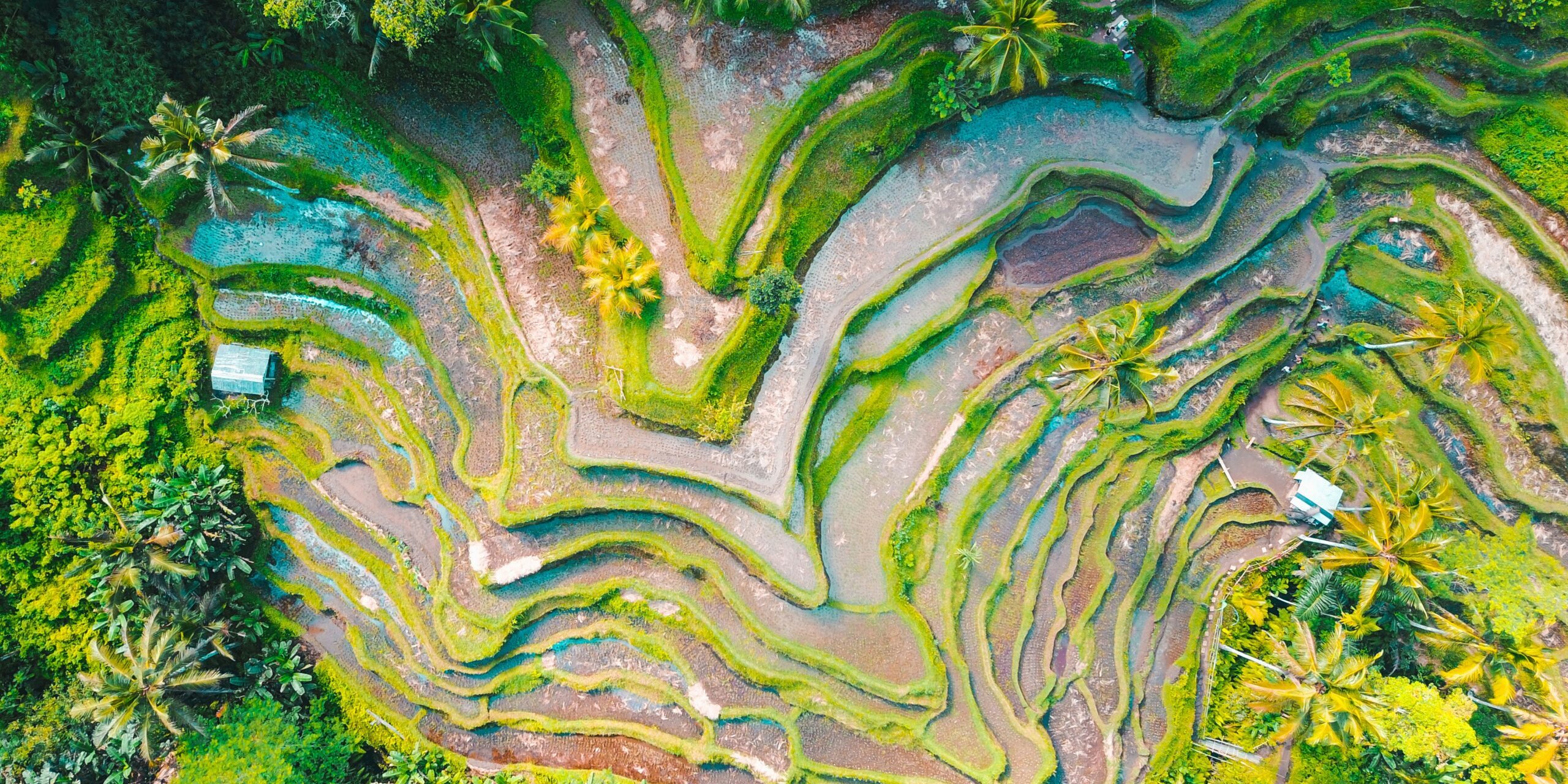 jason-cooper-unsplash Picture of Indonesian rice fields from above.
