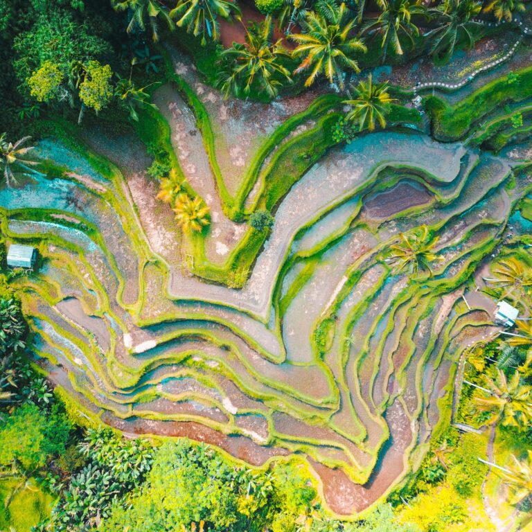 jason-cooper-unsplash Picture of Indonesian rice fields from above.